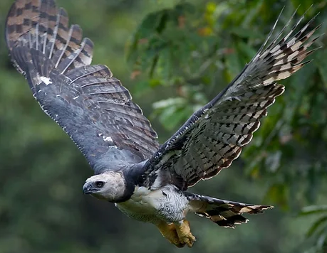 Tecido Tricoline Patchwork Natal